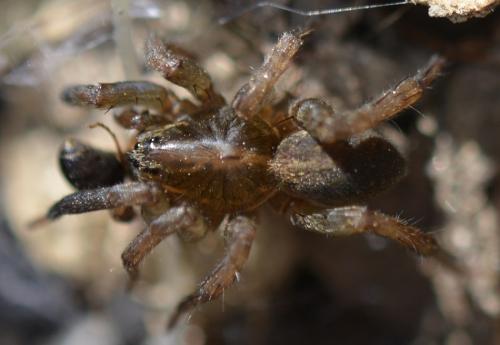 Trochosa terricola